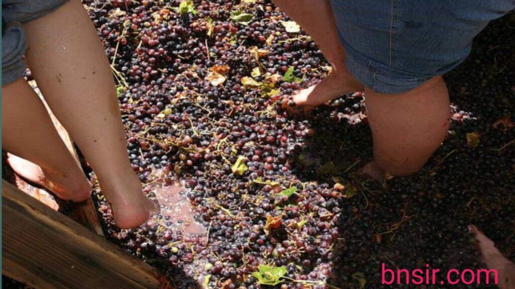 Crushing The Grapes