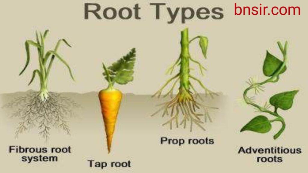 Type of Roots