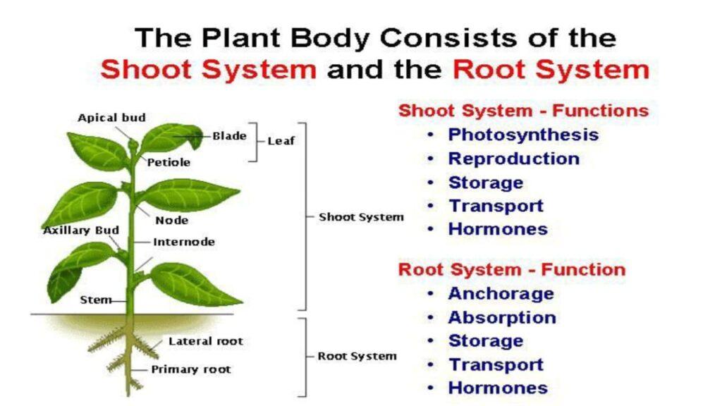 Shoot System & Root System functions